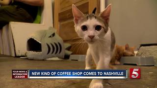 1st Cat Cafe Debuts In Nashville