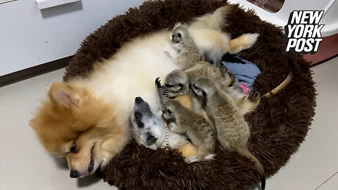 Unlikely coparents: A Pomeranian, mommy meerkat and her six babies snuggle up together