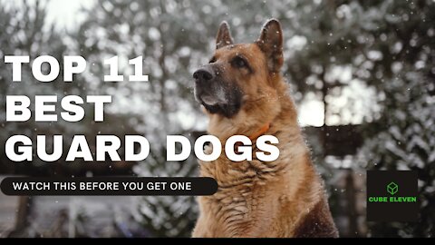 Best GUARD DOGS For Your Family I MUST WATCH BEFORE YOU OWN ONE