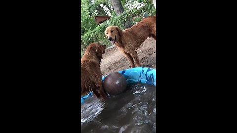 Selfish doggy refuses to let buddy join in on mud bath