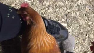 Serão estas as galinhas mais úteis de sempre?