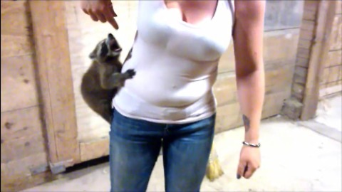 Rescued baby raccoon preciously climbs new owner