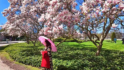 Niagara Falls Canada 4K🇨🇦 Magnolia Alley Blossoms 2024