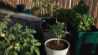 Vegetable Garden walk through TOMATO CUCUMBER SQUASH BASIL