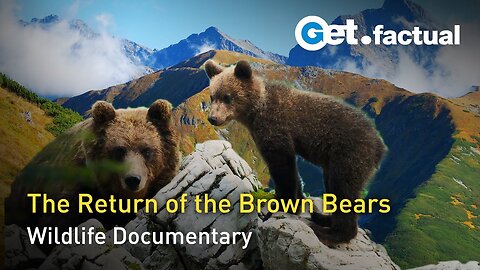 The Return of the Bears | Full Wildlife Documentary