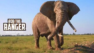 Amboseli Tusker Elephant Bull | Zebra Plains safari