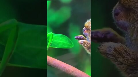 Pygmy Marmoset #Adorable