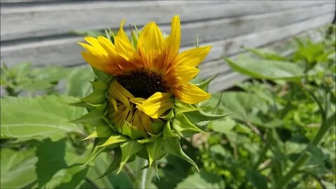 Zinnias, Storm Clouds and Rollerblading Amish