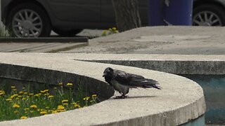 Bathing crow