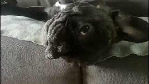 Goofy French Bulldog