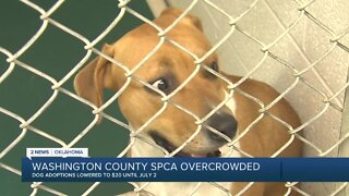 Washington County SPCA lowers adoption prices due to overcrowding