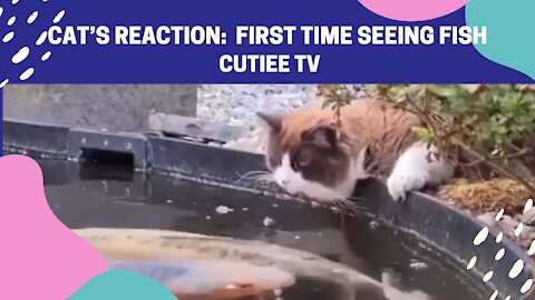 Cat’s Reaction : First Time Seeing Fish