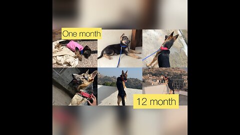 German shaphard 1 month to 12 month transformation journey 😍😍