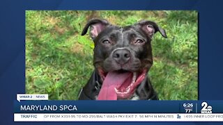 Cindy the dog is up for adoption at the Maryland SPCA