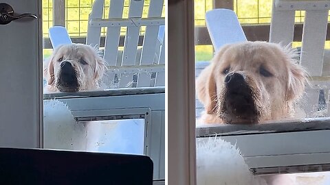 Clingy pup just wants his owner's attention