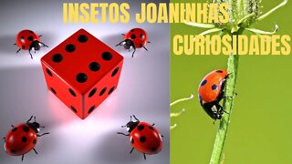 Insetos Joaninhas - Curiosidades