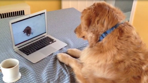 Curious Dog Just Wants Another Doggy Friend To Play With