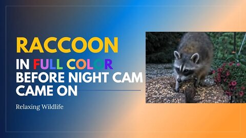 VERY COOL! Raccoon Visits Before the Night Vision Comes On