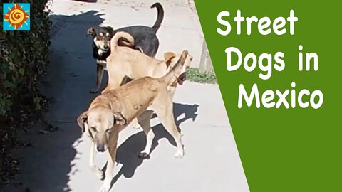 Surviving Street Dogs in Mexico | Retiring Early and Traveling Off-Grid in our Ram SHORT-BODY VAN