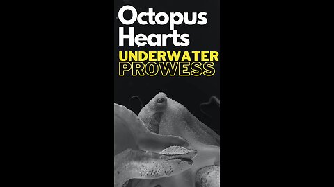 "Octopus Cardiovascular System: Three Hearts for Underwater Prowess"