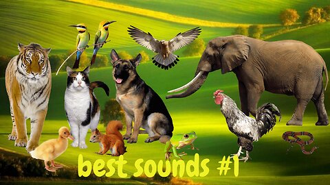 Sounds of animals, familiar animals: Elephants, dogs, squirrels, cats, tigers, pigeons, cows #1