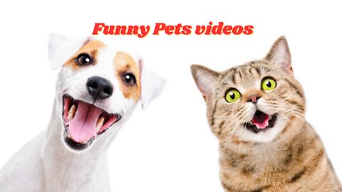 Funniest Animals Videos