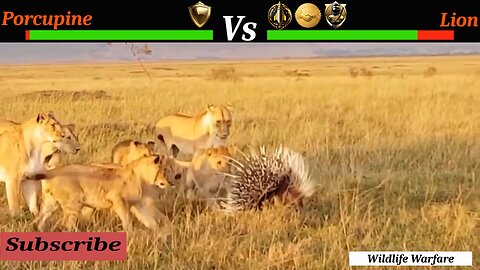 UNSTOPPABLE Porcupine Outlasts LION in Wildlife Warfare!