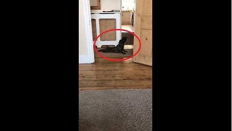 French Bulldog dries off in most hilarious way possible