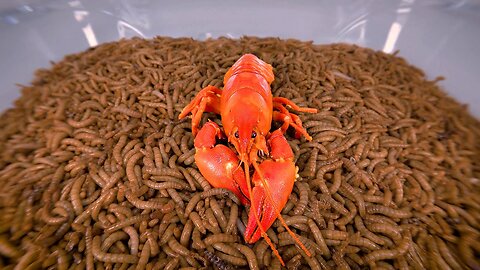 10 000 Mealworms vs CRAYFISH