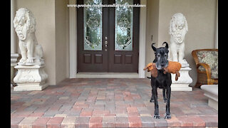 Funny Great Dane Guards The House With Her Stuffed Moose Toy