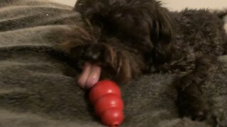 Peanut butter kong