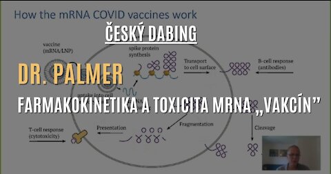 Český dabing: Dr. Michael Palmer - Farmakokinetika a toxicita mRNA „vakcín”