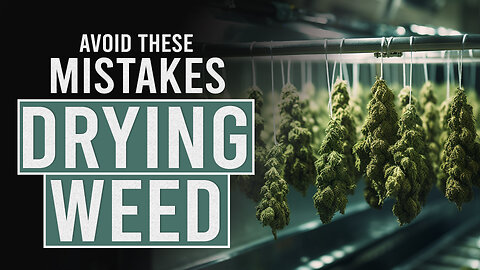 Avoid these 5 Mistakes when Drying Cannabis!