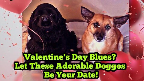 Valentine's Day Blues? Let These Adorable Doggos Be Your Date!
