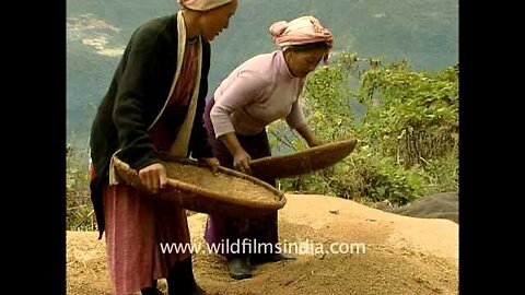 Women threshing grain in Arunachal Pradesh
