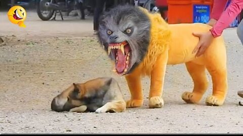 Troll prank Dog funny & fake lion and fake tiger Video🐈🐶🐯🤣