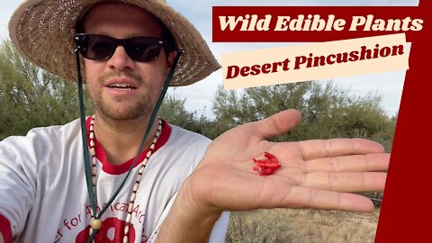 Edible Wild Plants, Desert Pincushion