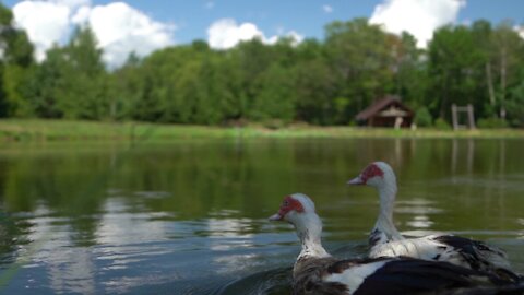 Beautiful Couple of Ducks Swimming on Lake | 4K Video