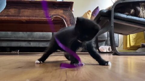 Baby Kitten Playing For the First Time!! 😻😻😻
