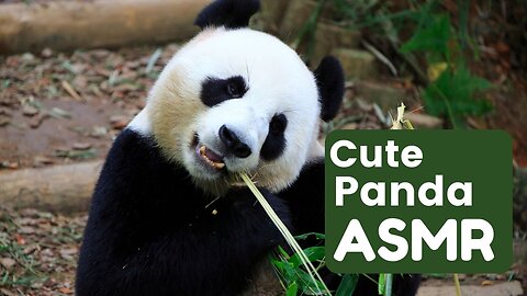 Cute Panda Eat Carrots ASMR