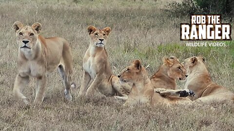 Leopard Loses Impala To Lions | Maasai Mara Safari | Zebra Plains