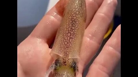Squid have something in their skin that allow them to change color