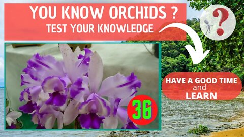 DO YOU KNOW ORCHIDS? WHAT IS THE NAME OF THIS ORCHID?HAVE FUN IDENTIFYING THIS ORCHID