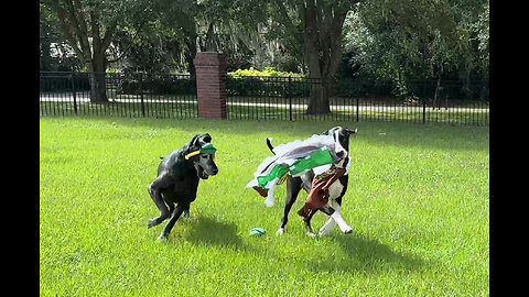 Funny Great Dane Swipes Sister Dog's Oktoberfest Dirndl Dress & Braids