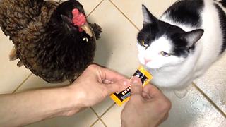 Cat shares treat with his chicken friend