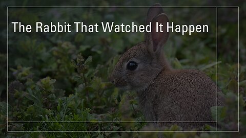 The Rabbit That Watched It Happen