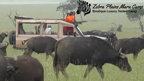 Zebra Plains Mara Camp: Private Safari Vehicles | Maasai Mara