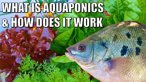 What is Aquaponics & how it works 🐟🍓🌱