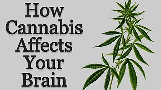 How Cannabis Affects Your Brain