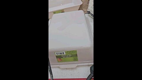 Preparing to Plant Onion Starts in Dollar Store Cat Litter Pans